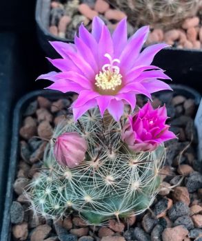 Mammillaria stampferi